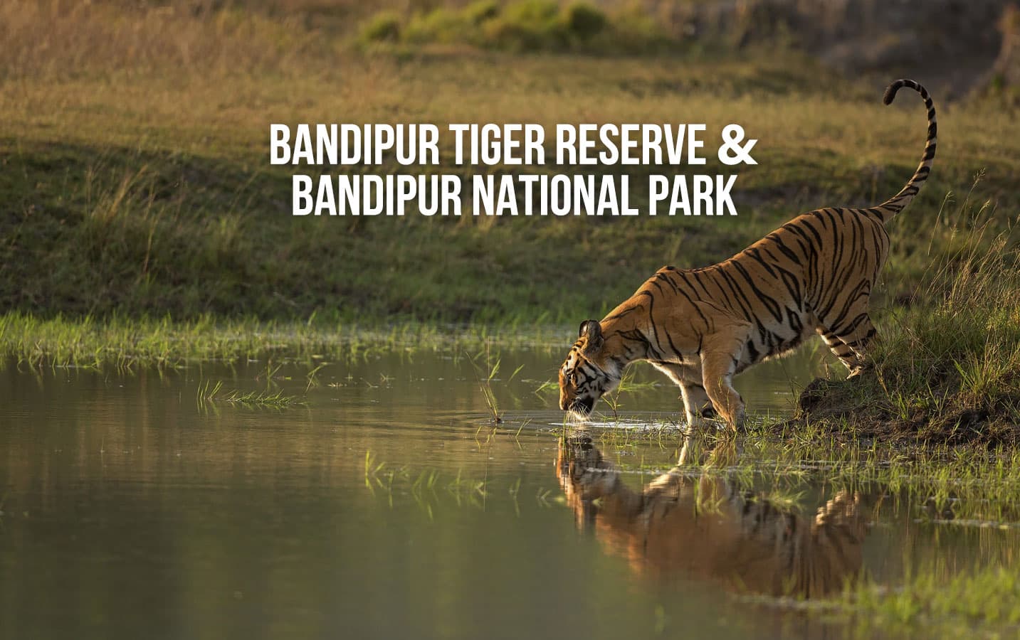 Bandipur Tiger Reserve and Bandipur National Park poster