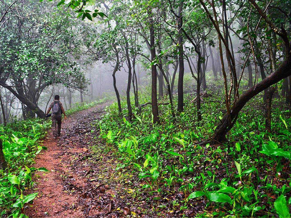 Turahalli forest trek poster