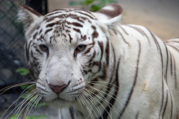 Bannerghatta National Park Safari Tickets poster