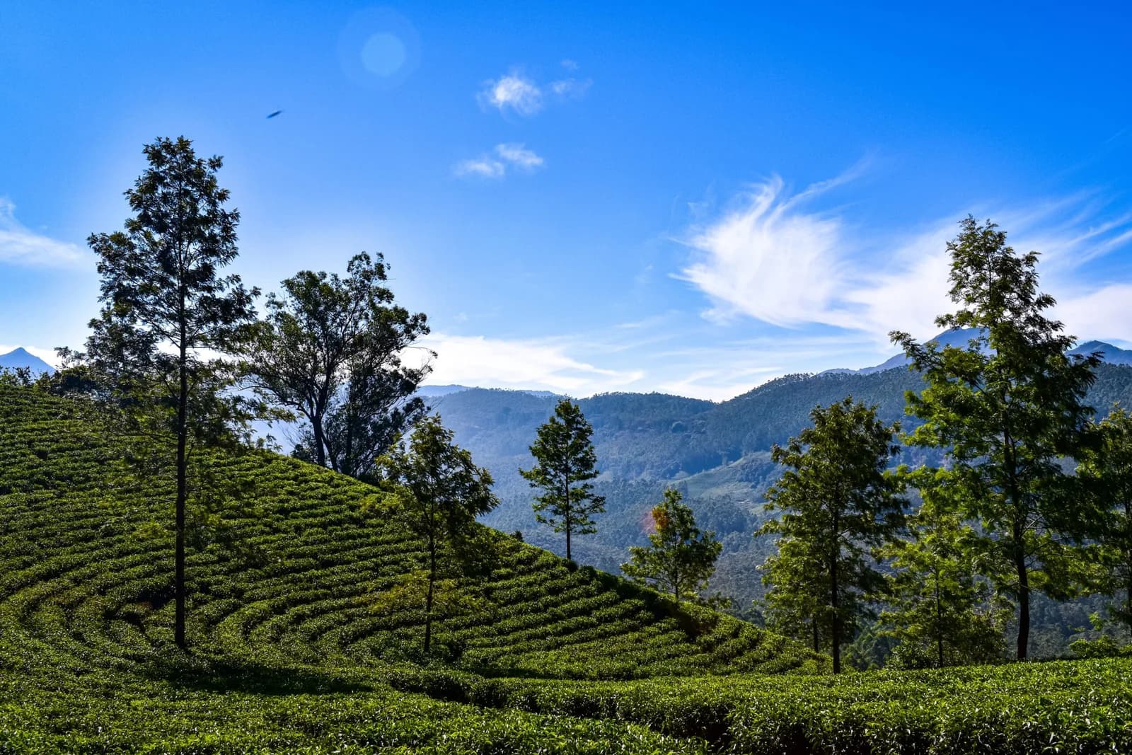 Munnar Tour Packages poster