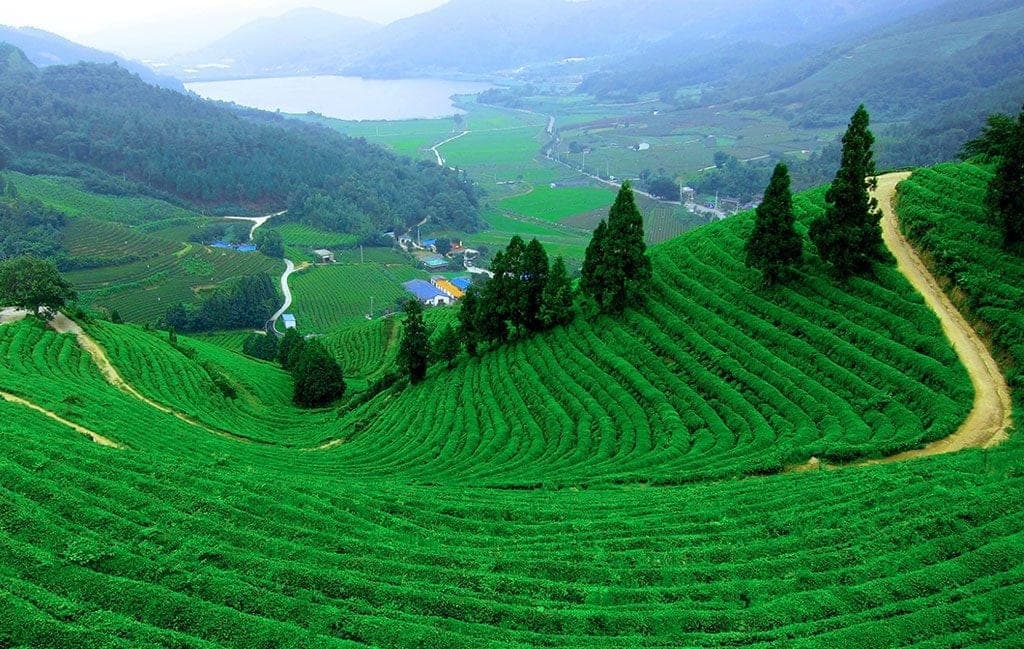 Yercaud Hills poster