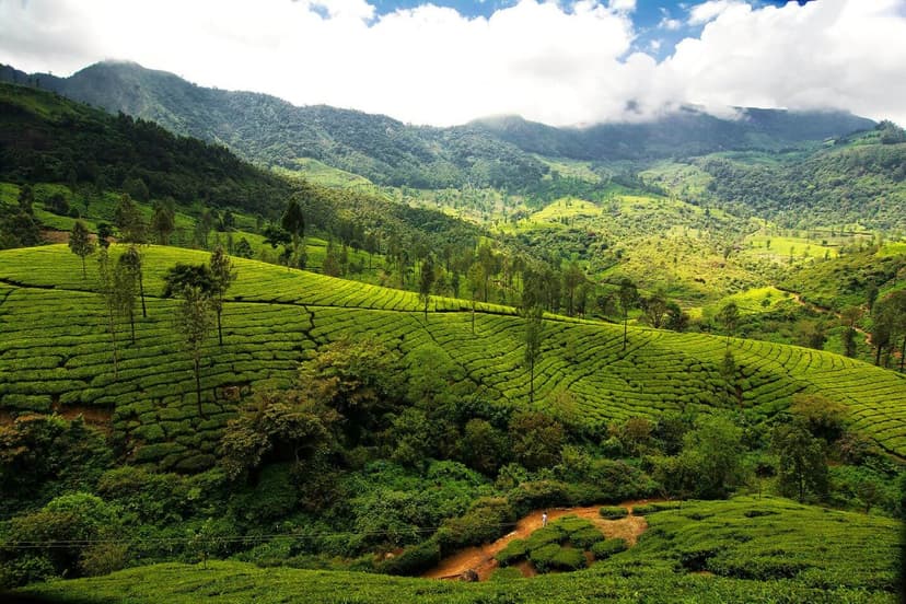 4D Munnar Tour Packages From Bangalore poster