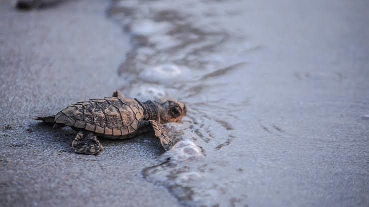 Unveil the magic of Mumbai's Velas Turtle Festival with a misty weekend adventure.
poster