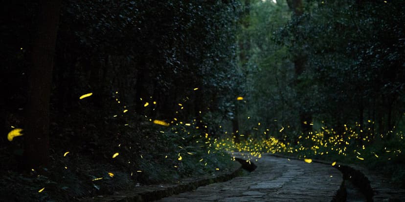 Discover the magic of Rajmachi's fireflies on a misty weekend trek near Pune.
poster
