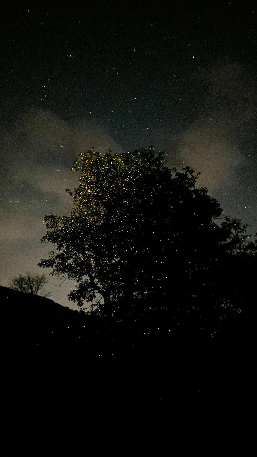 Discover the magic of Pune's Sandhan Valley Fireflies Trek - a misty adventure for a weekend getaway.
poster