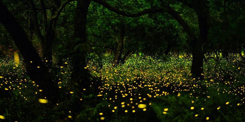 Discover the magic of Bhandardara Lake's fireflies in a misty weekend getaway from Pune.
poster